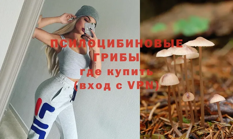 Псилоцибиновые грибы Psilocybine cubensis  Курлово 