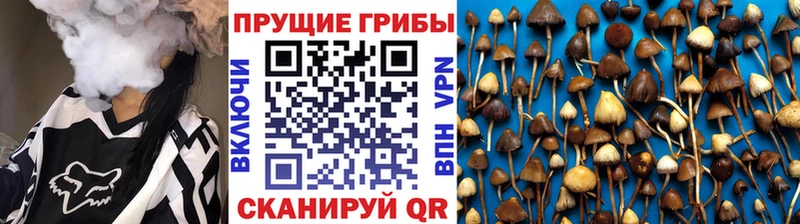 купить наркотик  Курлово  blacksprut рабочий сайт  Псилоцибиновые грибы Psilocybine cubensis 